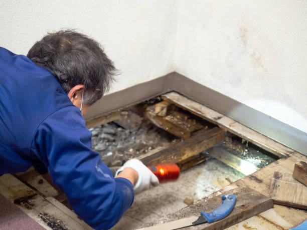 Best Post-Flood Mold Remediation in Zanesville, OH