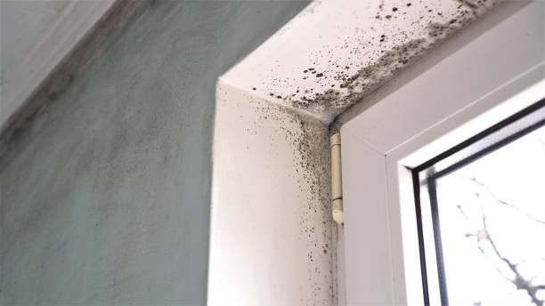 Best Attic Mold Remediation in Zanesville, OH