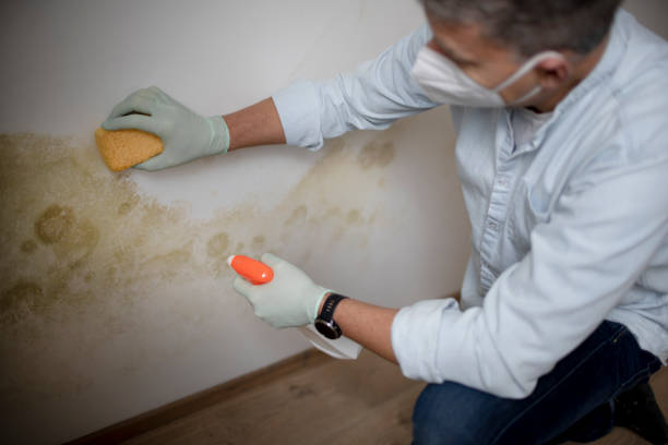 Best Mold Testing and Inspection Services in Zanesville, OH