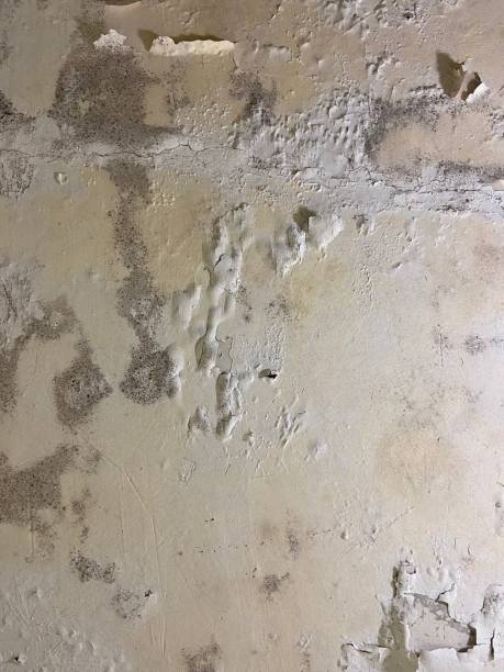 Best Black Mold Remediation in Zanesville, OH