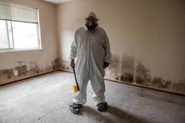 Best DIY Mold Remediation Support Services in Zanesville, OH