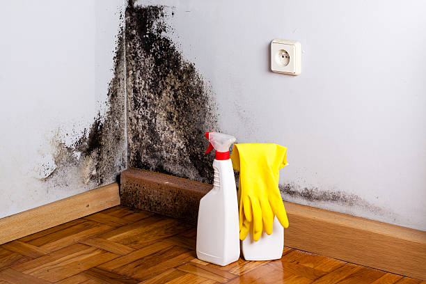 Best Basement Mold Remediation in Zanesville, OH